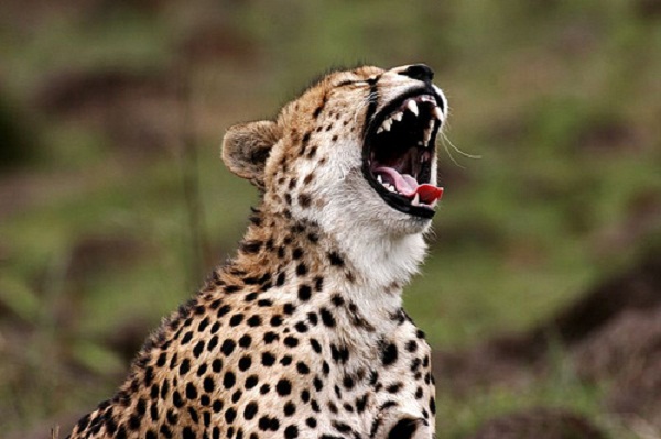 High Quality Laughing Leopard Blank Meme Template