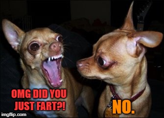 barking chihuahua | OMG DID YOU JUST FART?! NO. | image tagged in barking chihuahua,farts,dogs | made w/ Imgflip meme maker