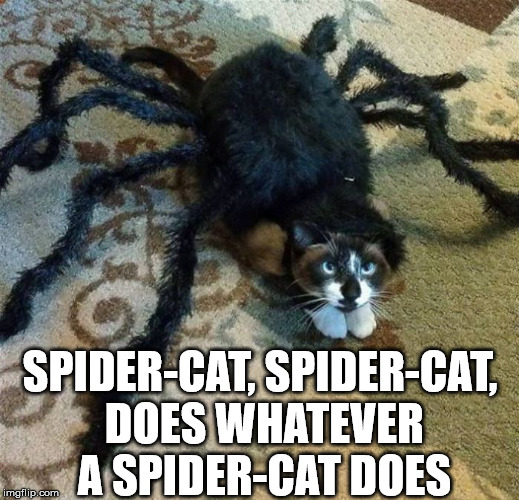 Spider cat likes to hang out | SPIDER-CAT, SPIDER-CAT, DOES WHATEVER A SPIDER-CAT DOES | image tagged in memes,spiderman,cat,cute,humor | made w/ Imgflip meme maker