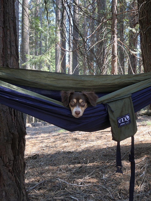 Camping puppers Blank Meme Template