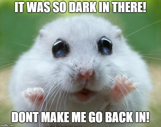 Hamster cute | IT WAS SO DARK IN THERE! DONT MAKE ME GO BACK IN! | image tagged in hamster cute | made w/ Imgflip meme maker