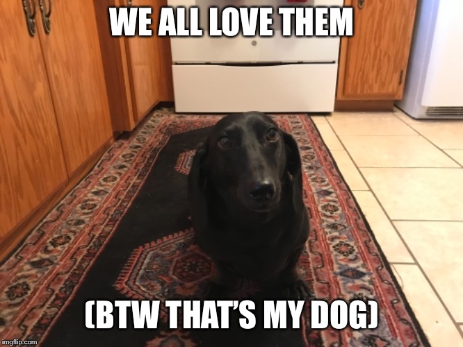 WE ALL LOVE THEM (BTW THAT’S MY DOG) | made w/ Imgflip meme maker