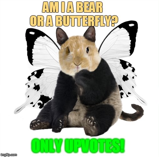 AM I A BEAR OR A BUTTERFLY? ONLY UPVOTES! | made w/ Imgflip meme maker