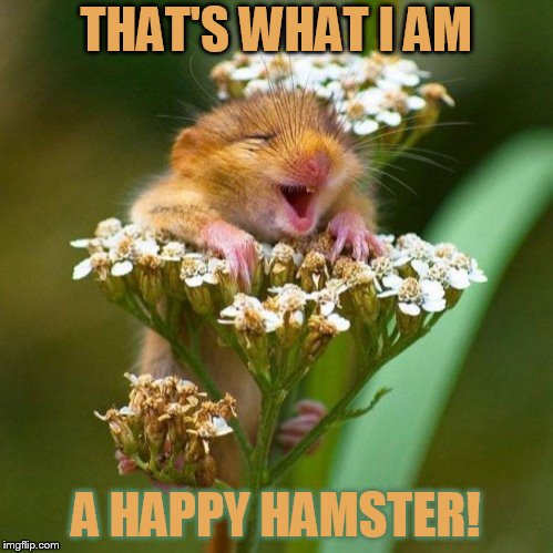 happy nutmeg hamster