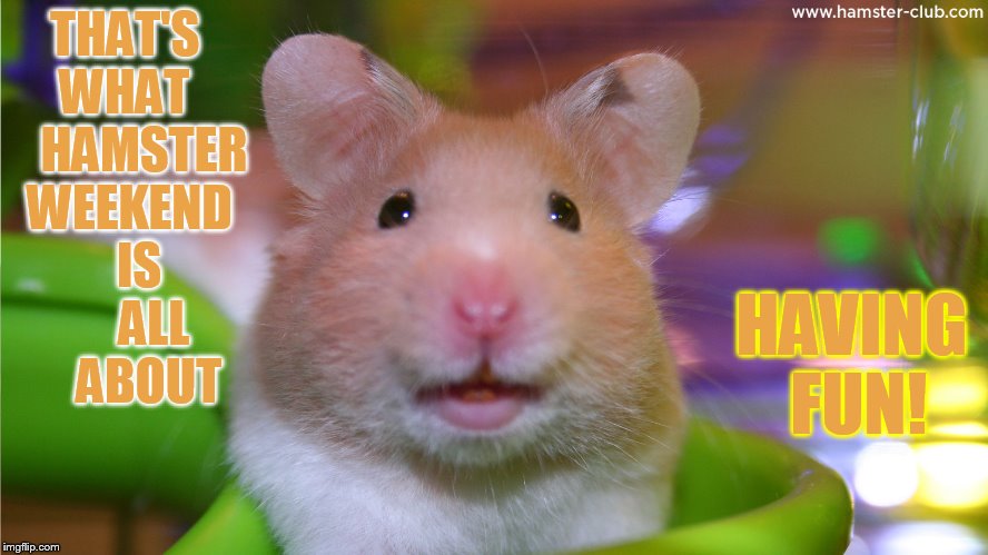 Thats What Hamster Weekend Is All About Having Fun Thats What Hamster Weekend Is All About Having Fun