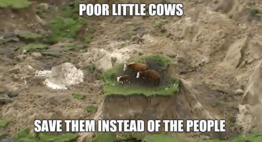 New Zealand Earthquake Cows/2016 Cows | POOR LITTLE COWS; SAVE THEM INSTEAD OF THE PEOPLE | image tagged in new zealand earthquake cows/2016 cows | made w/ Imgflip meme maker