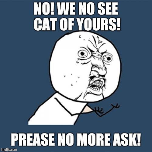 Y U No Meme | NO! WE NO SEE CAT OF YOURS! PREASE NO MORE ASK! | image tagged in memes,y u no | made w/ Imgflip meme maker