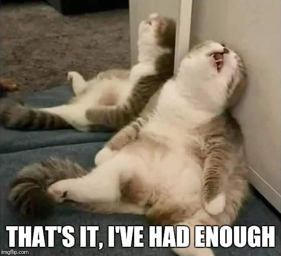 That's it! | THAT'S IT, I'VE HAD ENOUGH | image tagged in i've had enough,funny cat | made w/ Imgflip meme maker