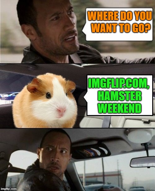but you are already here.Hamster Weekend July 6-8, a bachmemeguy2, 1forpeace & Shen_Hiroku_Nagato event! | WHERE DO YOU WANT TO GO? IMGFLIP.COM, HAMSTER WEEKEND | image tagged in memes,hamster weekend,dashhope's template,the rock driving | made w/ Imgflip meme maker