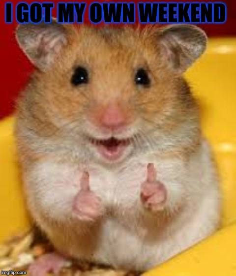 Hamster Weekend July 6-8 a bachmemeguy2, 1forpeace, and Shen_Hiroku_Nagato event | I GOT MY OWN WEEKEND | image tagged in thumbs up hamster,memes,meme,masqurade_,hamster weekend,hamster | made w/ Imgflip meme maker
