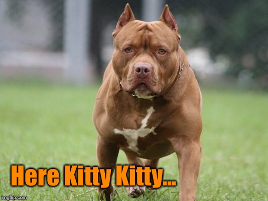 Here Kitty Kitty | Here Kitty Kitty... | image tagged in funny meme,dogs,cats and dogs | made w/ Imgflip meme maker