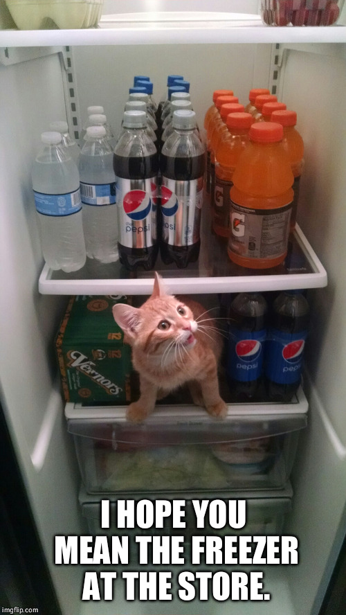 Fridge Kitty | I HOPE YOU MEAN THE FREEZER AT THE STORE. | image tagged in fridge kitty | made w/ Imgflip meme maker