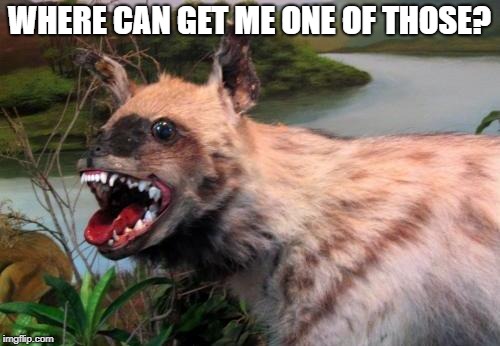Haha Hyena | WHERE CAN GET ME ONE OF THOSE? | image tagged in haha hyena | made w/ Imgflip meme maker
