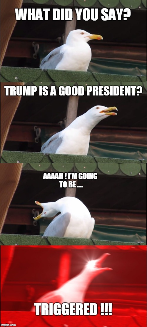 Triggered Seagull | WHAT DID YOU SAY? TRUMP IS A GOOD PRESIDENT? AAAAH ! I'M GOING TO BE .... TRIGGERED !!! | image tagged in memes,president trump,triggered | made w/ Imgflip meme maker