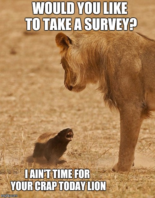  Honey badger dying  | I AIN'T TIME FOR YOUR CRAP TODAY LION WOULD YOU LIKE TO TAKE A SURVEY? | image tagged in honey badger dying | made w/ Imgflip meme maker