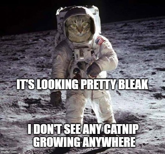 Houston, we have a problem... | IT'S LOOKING PRETTY BLEAK; I DON'T SEE ANY CATNIP GROWING ANYWHERE | image tagged in cat,moon,catnip,space,space force,discovery | made w/ Imgflip meme maker