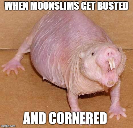 naked mole rat | WHEN MOONSLIMS GET BUSTED; AND CORNERED | image tagged in naked mole rat | made w/ Imgflip meme maker