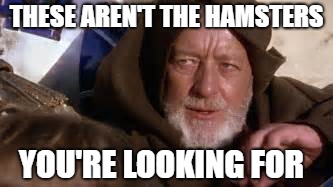 THESE AREN'T THE HAMSTERS YOU'RE LOOKING FOR | made w/ Imgflip meme maker