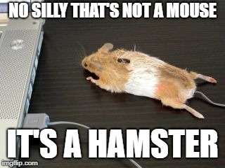 NO SILLY THAT'S NOT A MOUSE; IT'S A HAMSTER | made w/ Imgflip meme maker