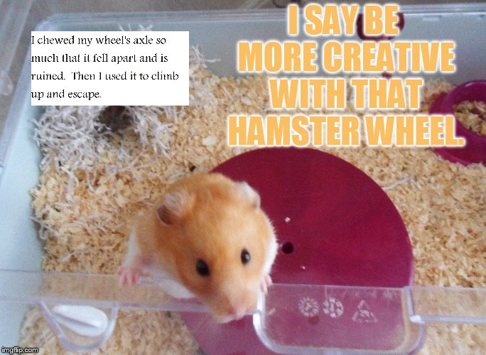 I SAY BE MORE CREATIVE WITH THAT HAMSTER WHEEL. | made w/ Imgflip meme maker