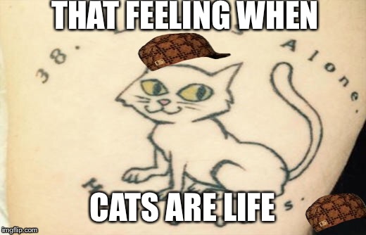 The cats are life  | THAT FEELING WHEN; CATS ARE LIFE | image tagged in impracticaljokers | made w/ Imgflip meme maker