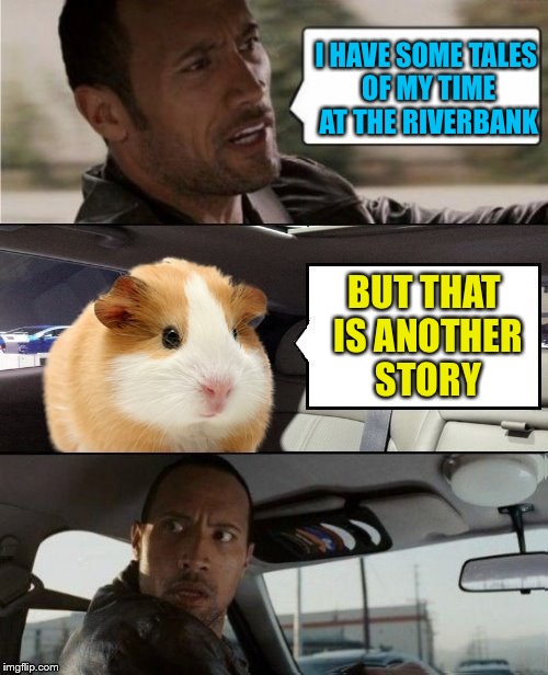 The Rock Driving Hammy Hamster | I HAVE SOME TALES OF MY TIME AT THE RIVERBANK; BUT THAT IS ANOTHER STORY | image tagged in the rock and hammy,hammy hamster,tales of the riverbank,gp the guinea pig,hamster weekend | made w/ Imgflip meme maker