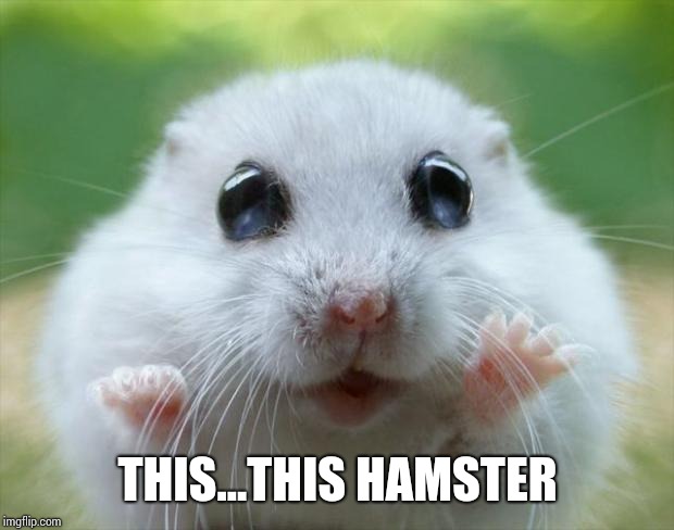 Hamster cute | THIS...THIS HAMSTER | image tagged in hamster cute | made w/ Imgflip meme maker