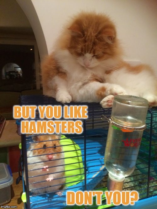 BUT YOU LIKE HAMSTERS DON'T YOU? | made w/ Imgflip meme maker