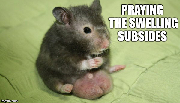 Hamster Weekend July 6-8, a bachmemeguy2, 1forpeace & Shen_Hiroku_Nagato event! | PRAYING THE SWELLING SUBSIDES | image tagged in memes,hamster weekend | made w/ Imgflip meme maker