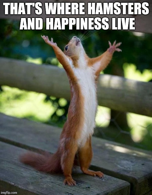 Happy Squirrel | THAT'S WHERE HAMSTERS AND HAPPINESS LIVE | image tagged in happy squirrel | made w/ Imgflip meme maker