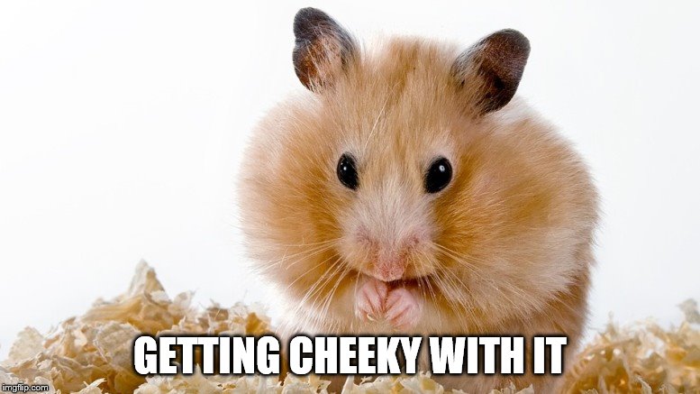 Getting Jiggy with it | GETTING CHEEKY WITH IT | image tagged in hamster weekend | made w/ Imgflip meme maker