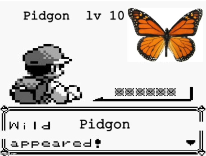 Is this a pidgon  | image tagged in pokemon appears | made w/ Imgflip meme maker