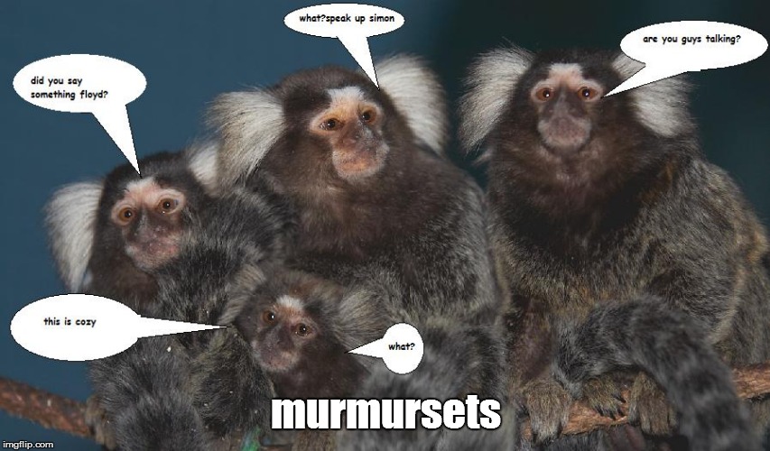 murmursets | image tagged in murmursets | made w/ Imgflip meme maker