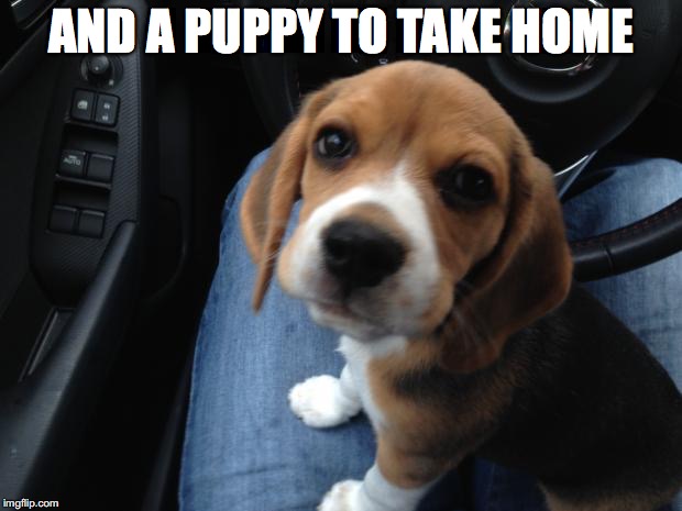 Beagle puppy | AND A PUPPY TO TAKE HOME | image tagged in beagle puppy | made w/ Imgflip meme maker