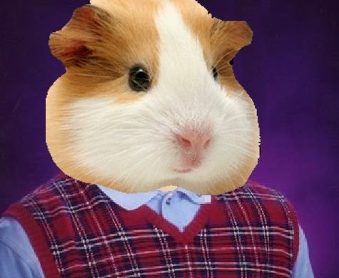 Bad luck hamster Blank Meme Template