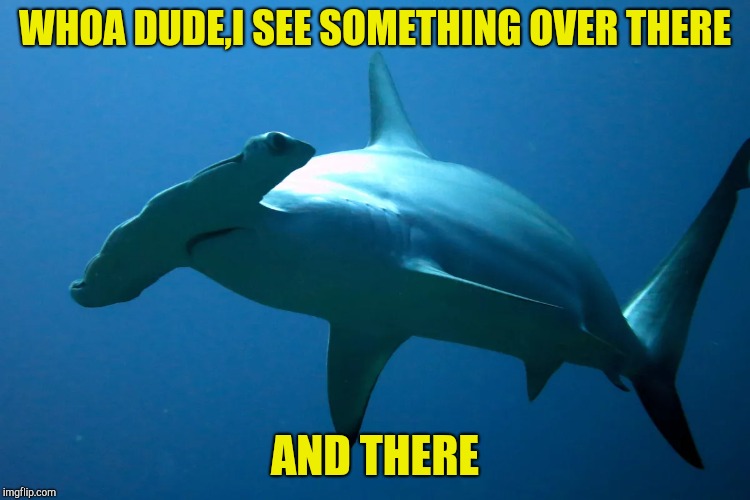 A Stoned Shark | WHOA DUDE,I SEE SOMETHING OVER THERE; AND THERE | image tagged in memes,stoned,psychedelics,shark,powermetalhead,funny | made w/ Imgflip meme maker