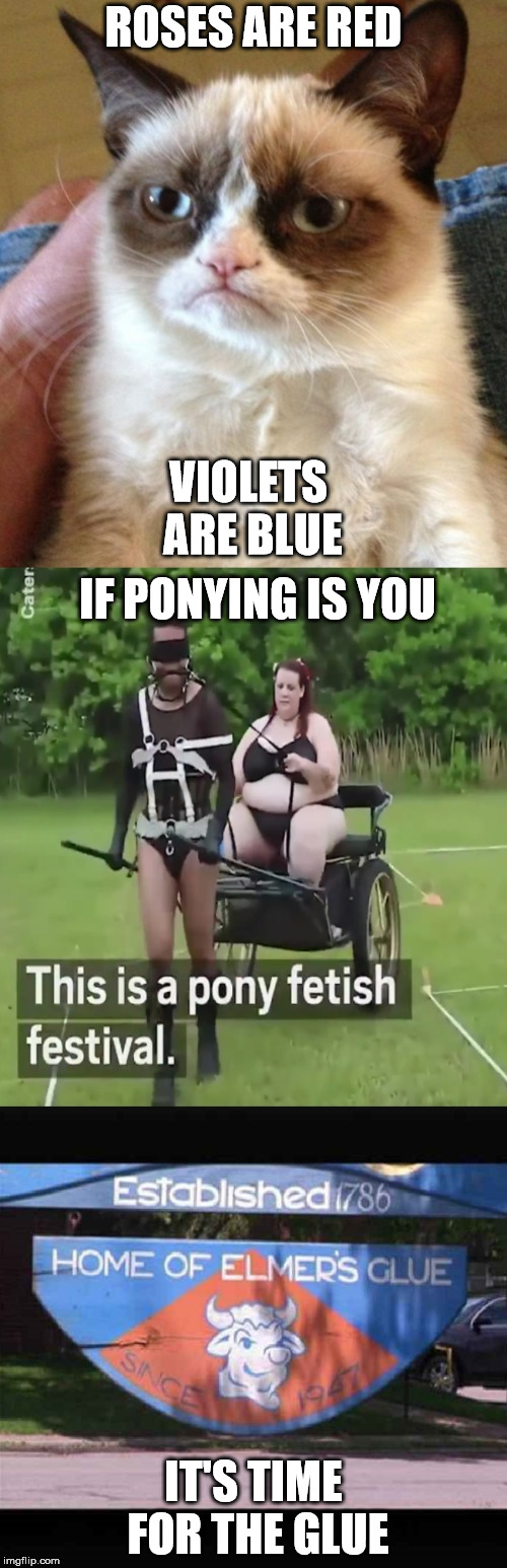 Just found out this is a thing. | ROSES ARE RED; VIOLETS ARE BLUE; IF PONYING IS YOU; IT'S TIME FOR THE GLUE | image tagged in memes,grumpy cat,pony | made w/ Imgflip meme maker