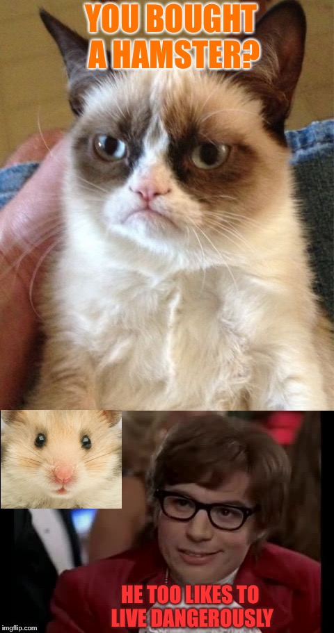Grumpy likes a rodent free house though. | YOU BOUGHT A HAMSTER? HE TOO LIKES TO LIVE DANGEROUSLY | image tagged in hamster weekend,1forpeace,bachmemeguy2,grumpy cat,hamster | made w/ Imgflip meme maker