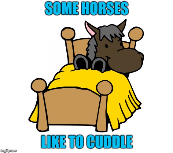 SOME HORSES LIKE TO CUDDLE | made w/ Imgflip meme maker