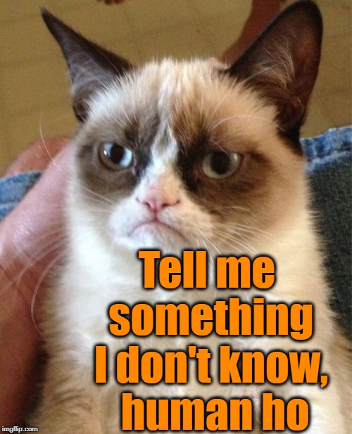 Grumpy Cat Meme | Tell me something I don't know,  human ho | image tagged in memes,grumpy cat | made w/ Imgflip meme maker