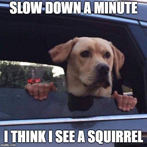 Dog Day Afternoon Snack | SLOW DOWN A MINUTE; I THINK I SEE A SQUIRREL | image tagged in memes | made w/ Imgflip meme maker