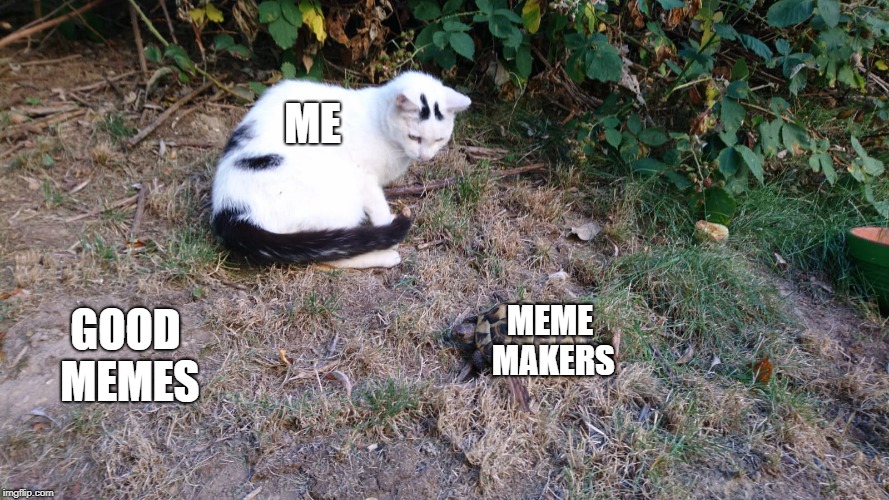 here a stupid meme
 | ME; MEME MAKERS; GOOD MEMES | image tagged in cat memes,cat,turtle memes,slow memes | made w/ Imgflip meme maker