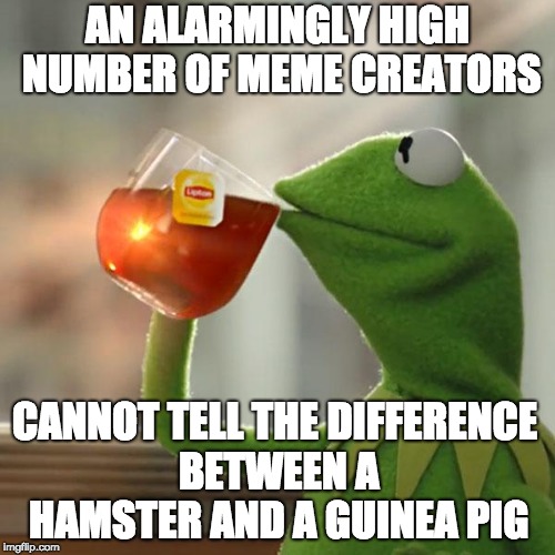 But That's None Of My Business Meme | AN ALARMINGLY HIGH NUMBER OF MEME CREATORS; CANNOT TELL THE DIFFERENCE BETWEEN A HAMSTER AND A GUINEA PIG | image tagged in memes,but thats none of my business,kermit the frog | made w/ Imgflip meme maker