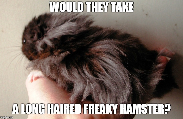 WOULD THEY TAKE A LONG HAIRED FREAKY HAMSTER? | made w/ Imgflip meme maker