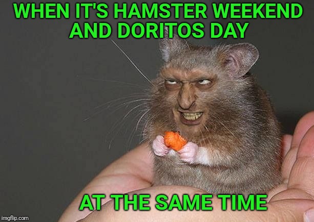 Hamster Weekend July 6-8, a bachmemeguy2, 1forpeace & Shen_Hiroku_Nagato event! | AND DORITOS DAY; WHEN IT'S HAMSTER WEEKEND; AT THE SAME TIME | image tagged in hamster weekend,doritos | made w/ Imgflip meme maker