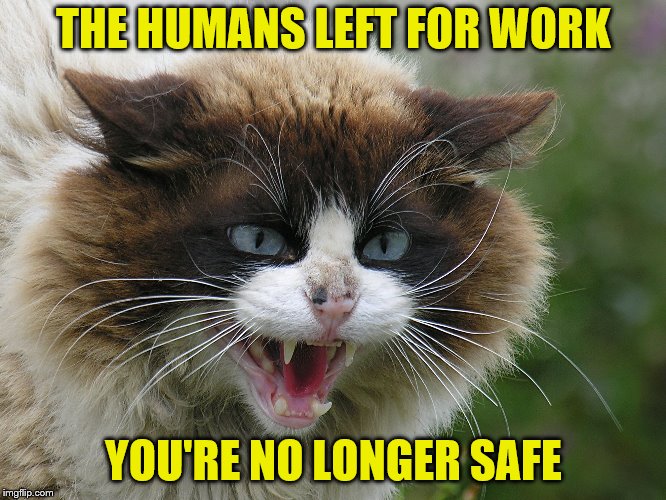 THE HUMANS LEFT FOR WORK YOU'RE NO LONGER SAFE | made w/ Imgflip meme maker
