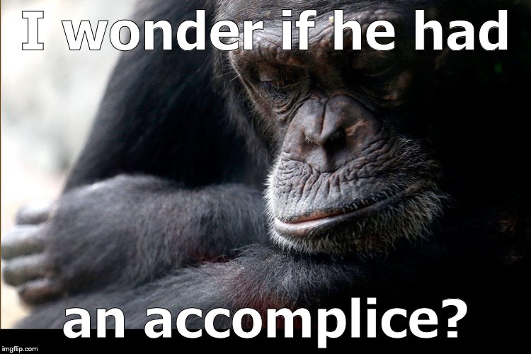 Koko | I wonder if he had an accomplice? | image tagged in koko | made w/ Imgflip meme maker