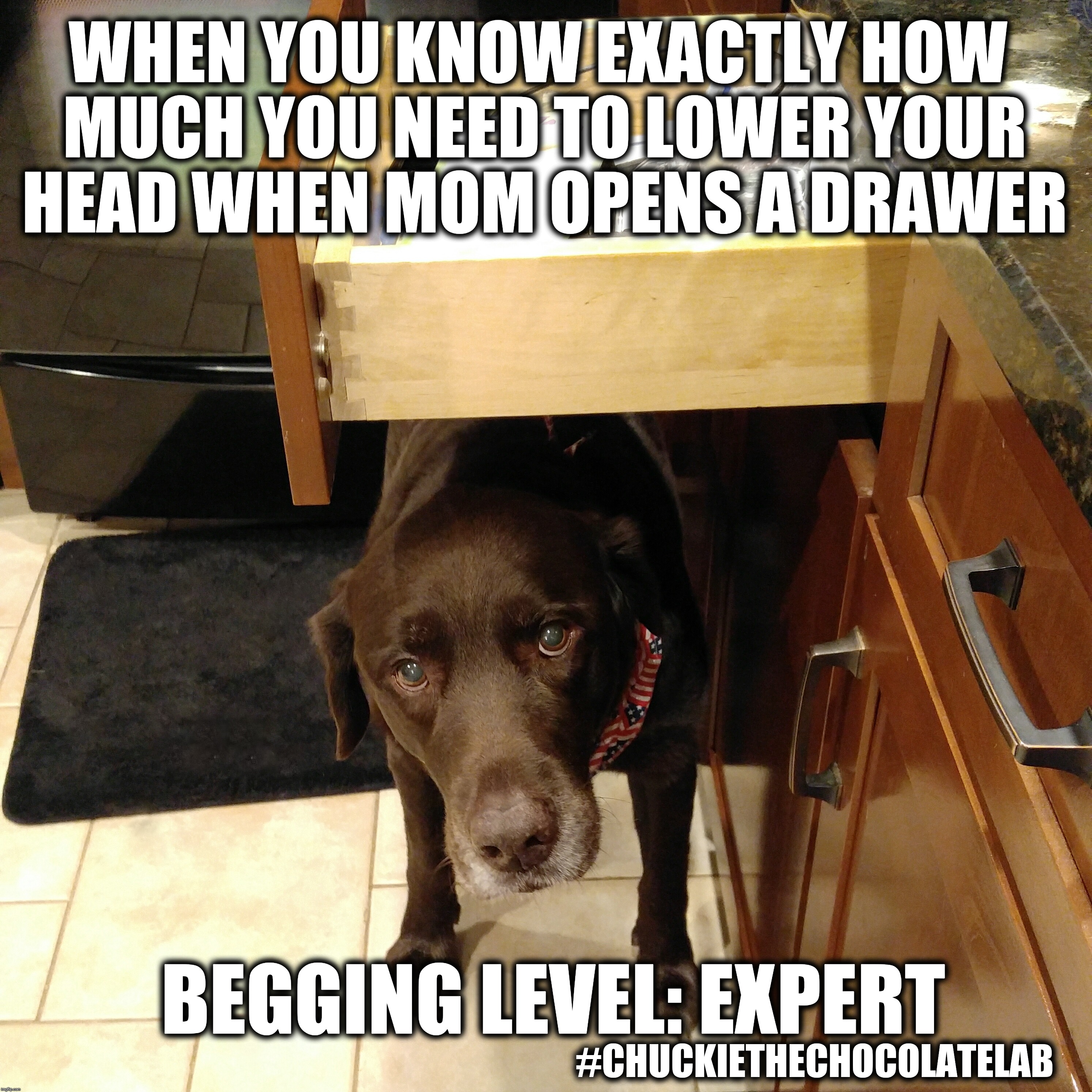 Begging Level: Expert  | WHEN YOU KNOW EXACTLY HOW MUCH YOU NEED TO LOWER YOUR HEAD WHEN MOM OPENS A DRAWER; BEGGING LEVEL: EXPERT; #CHUCKIETHECHOCOLATELAB | image tagged in chuckie the chocolate lab,dogs,funny,memes,begging,cute dogs | made w/ Imgflip meme maker
