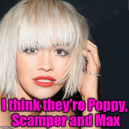 ditz | I think they're Poppy, Scamper and Max | image tagged in ditz | made w/ Imgflip meme maker