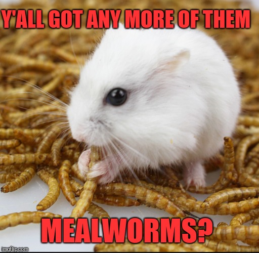Actually not sure if this is a hamster or  mouse. Hamster Weekend July 6-8, a bachmemeguy2, 1forpeace & Shen_Hiroku_Nagato event | Y'ALL GOT ANY MORE OF THEM; MEALWORMS? | image tagged in hamster weekend,funny animals,jbmemegeek,memes,hamster | made w/ Imgflip meme maker